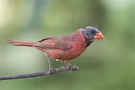 Bald Cardinal