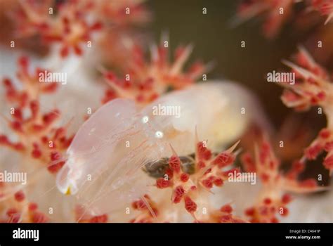 Snapping Shrimp Alpheus Sp On Soft Coral Kbr Lembeh Strait