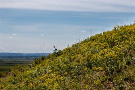 Yellow Mountain Flowers On The Hill With Panoramic View Stock Photo