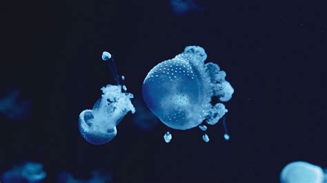 Wallpaper Free Blue Jellyfish Underwater Macro Download Wallpapers