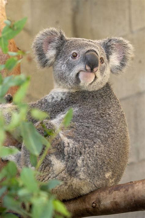 Koalas Arrive At The San Antonio Zoo For The First Time In Decades