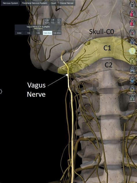 How The Vagus Nerve Can Cause Neck Pain Regenexx 2023