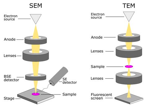 Electron Microscopy Anapath