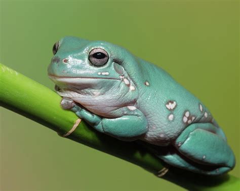 Dumpty Tree Frog, Australian Green Tree Photograph by Maresa Pryor