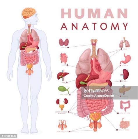 Human Torso Anatomy Photos And Premium High Res Pictures Getty Images