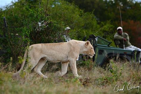 07th June The White Lions Of The Timbavati