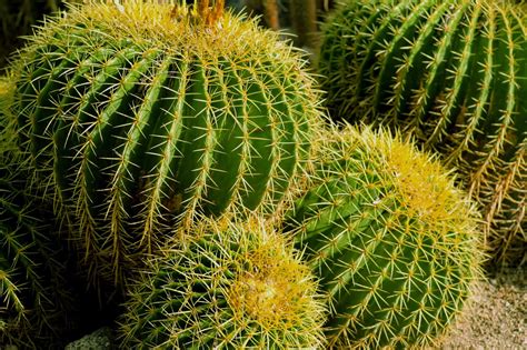 Sama seperti kaktus, tanaman ini mampu menyimpan air di dalam tubuhnya, sehingga tak perlu repot atau sering dalam melakukan penyiraman. Your SEO optimized title