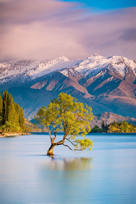 The Famous Wanaka Tree In Wanaka New Zealand On The South Island