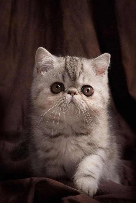 44 Best Persian Cat Images On Pinterest Baby Kittens Persian Cats