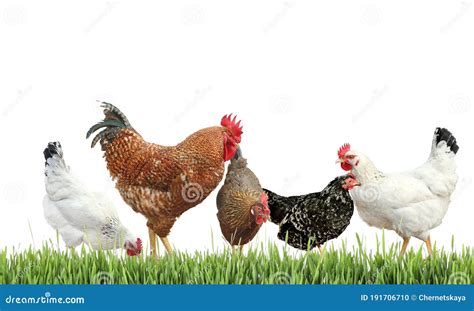 Beautiful Chickens On Fresh Grass Against White Background Stock Photo