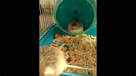 Hamster Get Out Youtube