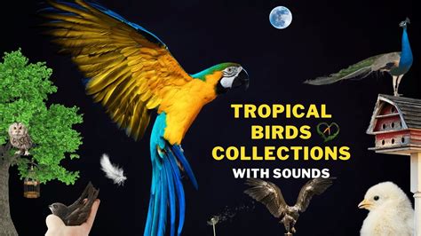 4k Tropical Birds Beautiful Bird Sounds Of Rainforest Jungle Sounds