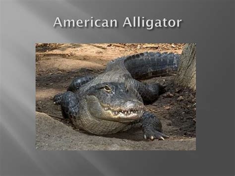 Ppt Crocodiles And Alligators Powerpoint Presentation Id2847712