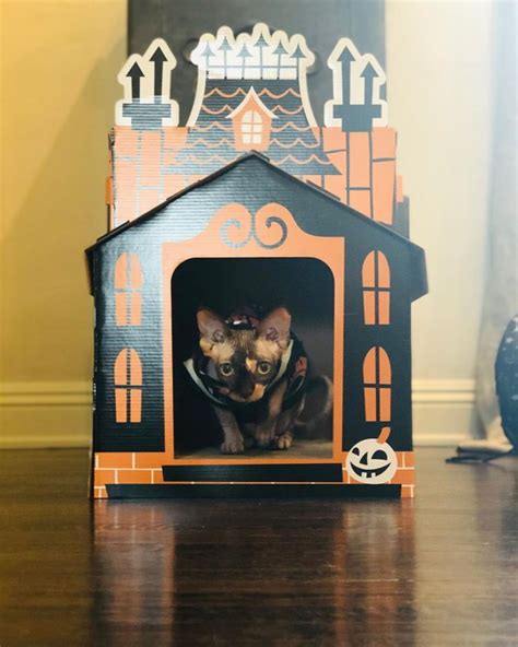 Targets Mini Haunted Houses For Cats Are Now A Thing And Theyre The