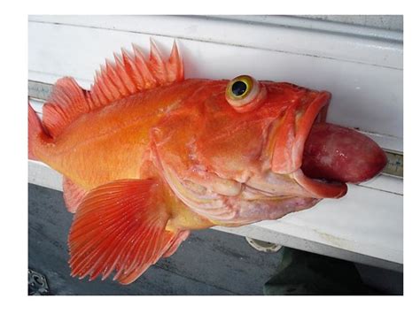 Yelloweye Rockfish With Barotrauma Yelloweye Rockfish With Flickr