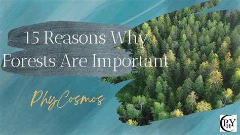 15 Reasons Why Forests Are Important