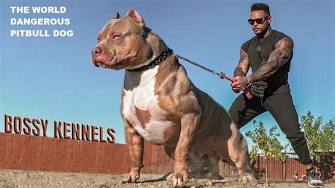 The World Dangerous Pitbull Dog Videos Youtube