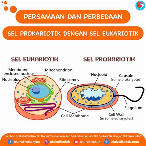 Apa Perbedaan Sel Prokariotik Dengan Sel Eukariotik