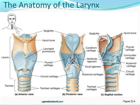 Anatomy Of Larynx