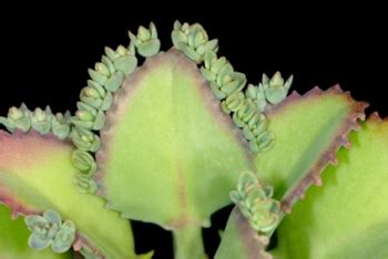 The healthier the mother, the why keep a mother plant? Mother of Thousands - Kalanchoe daigremontiana
