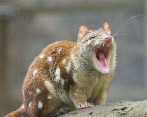 Sex No Sleep May Be Killing Endangered Quolls The News Room