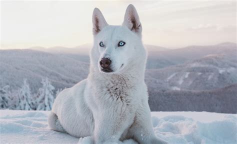 What Are The Names Of The Dogs In Snow Dogs
