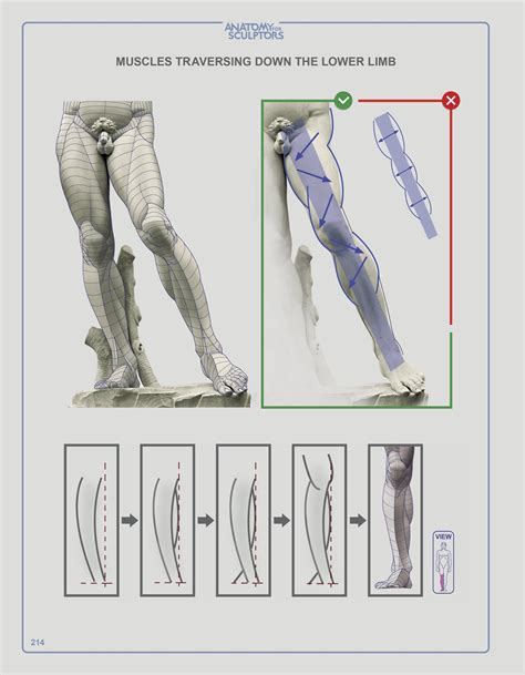 Understanding The Human Figure Paperback By Anatomy For Sculptors