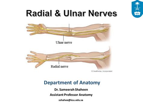 Solution Dr Sam Radial And Ulnar Nerves Anatomy 2021 Studypool