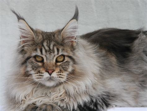 Nordic Lynx Maine Coon