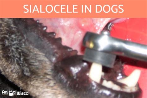 Sialocele In Dogs Causes Symptoms And Treatment Of Salivary Mucocele