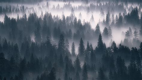 Лес туман серый Обои 1920x1080 Full Hd Full High Definition