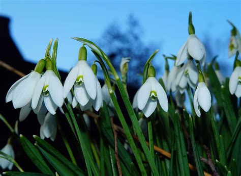 Snowdrop Spring Signs Signs Of Spring Flowers White March Close