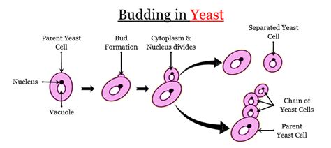 Describe The Process Of Budding In Yeast