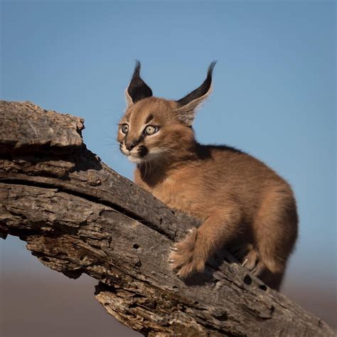 Baby Caracal Cute Cats And Kittens Caracal Cats