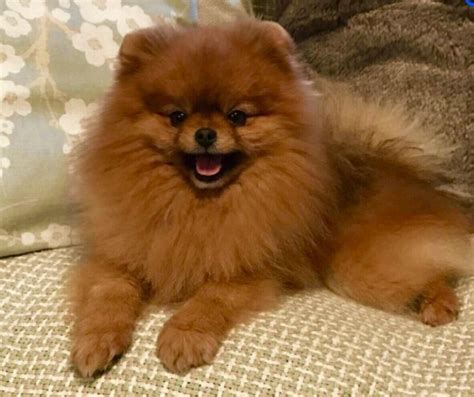 Why buy a pomeranian puppy for sale if you can adopt and save a life? View Ad: Pomeranian Dog for Adoption near Indiana ...