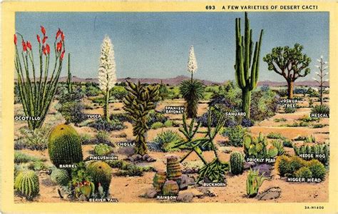 Cacti Varieties Of The Southwest Desert Cactus Botanical Etsy