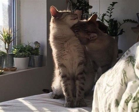 22 Adorable Cat Couples That Are All About Those Pdas Public Displays Of Affection Cute