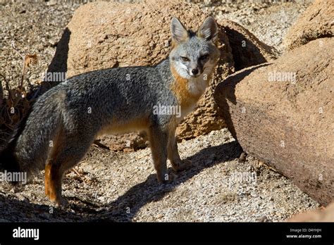 Gray Fox Urocyon Cinereoargenteus Hunting For Prey At Barker Dam