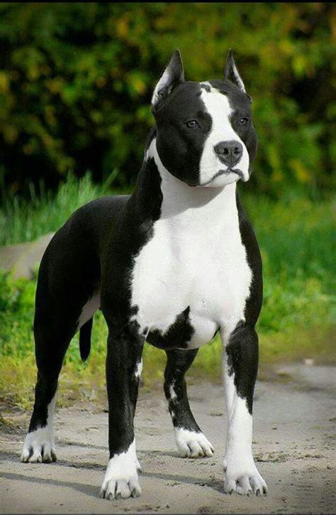 140 Best Images About American Staffordshire On Pinterest