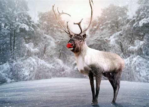 Why Rudolph The Reindeer Really Has A Red Nose Greenpeace Canada