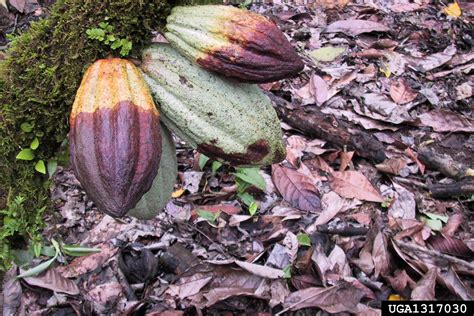 Phytophthora Root And Crown Rots Phytophthora Spp On Cacao