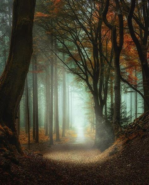 Walk Into The Light By Hanslogren Folkgreen Forest View Light