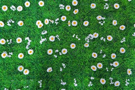 Grass And Flowers Wallpapers Top Free Grass And Flowers Backgrounds