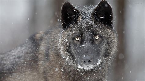 le loup noir dans la neige HD papier peint de bureau écran large haute définition plein écran