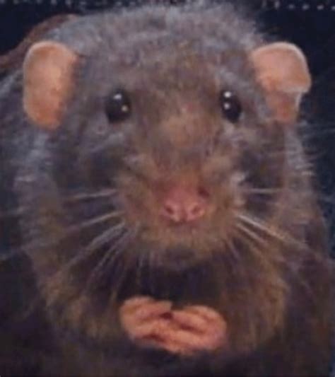 I Know Its A Bit Too Low Quality For This Sub But My Pet Rat Made The