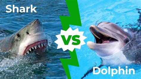 Shark Vs Dolphin Who Would Win In A Fight A Z Animals