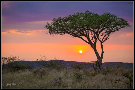 African Sunrise Sao Dzynz South Africa Safari Sunset Tree Zulu Nyala