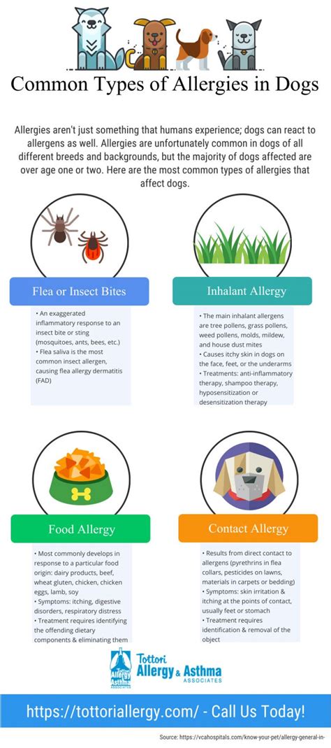 Infographic Common Types Of Allergies In Dogs Tottori Allergy