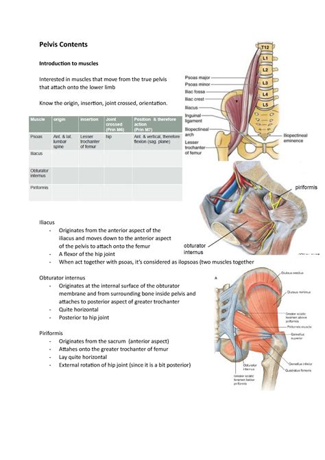 Pelvis Contents Notes Pelvis Contents Introduction To Muscles