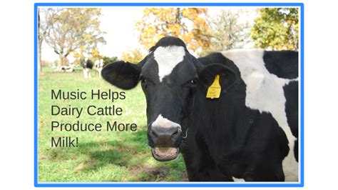 Does Music Help Cows Produce More Milk By Breanna Dehaan